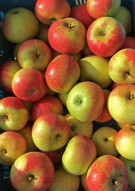 Organic Apples 1kg The Honey Tree Wholefoods