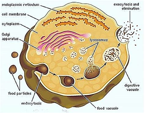 Check spelling or type a new query. STRUCTURE AND FUNCTIONS OF LYSOSOMES