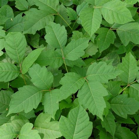 How To Treat Poison Ivy Forefront Dermatology