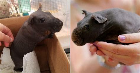 Skinny Pigs Are Hairless Guinea Pigs That Look Like Pocket Sized Hippos