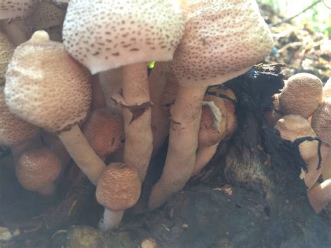 Identifying Mushrooms In North Ga Mushroom Hunting And Identification