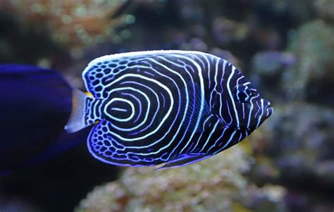 Are Emperor Angelfish Reef Safe Everything To Know