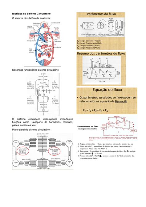 Biofísica Do Sistema Circulatório Do Sistema O Sistema Da Anatomia
