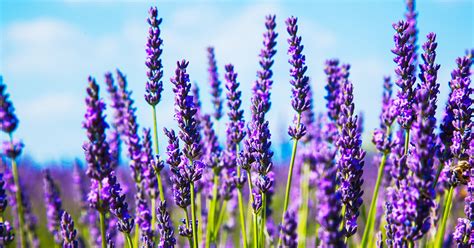 If you place lavender, lemon, rosemary, onion, and garlic into the body cavity it imparts a tremendous aroma/flavor. Lavender | ASPCA