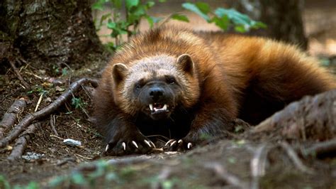 Are Wolverines Dangerous Wolverine Animal Adaptations