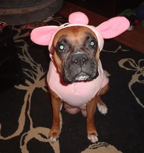 47 Cute Fun And Scary Halloween Costumes For Your Boxer Boxer Dogs