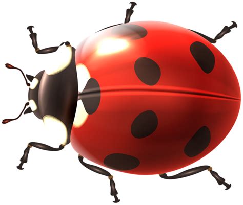 Image Transparent Bugs And Insects Free Clip Art Clipart Images
