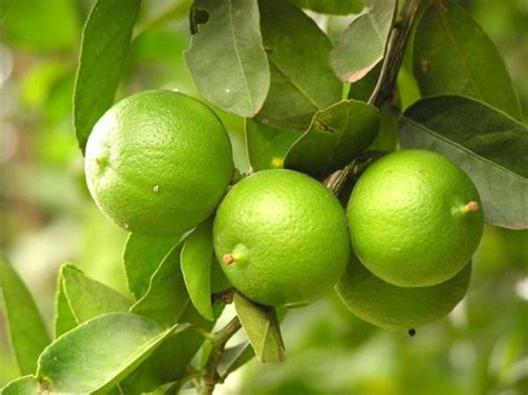 Dapatkan gambar buah jeruk untuk mewarnai via katalogambar.website. Jeruk Nipis - Ciri-Ciri Serta Khasiat dan Manfaat Jeruk ...