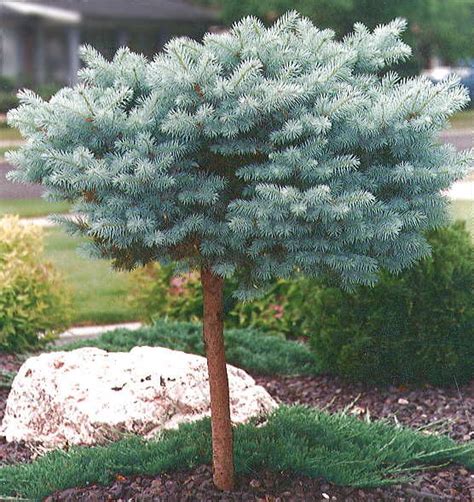 101 stunning front yard garden and landscaping ideas (photos). Pin by Jennifer Skavnak on Green Things | Landscape trees ...