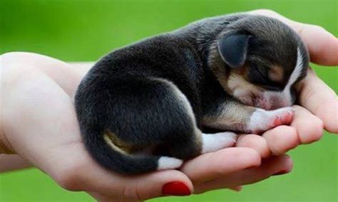 Cute Puppies That Stay Small And Dont Shed