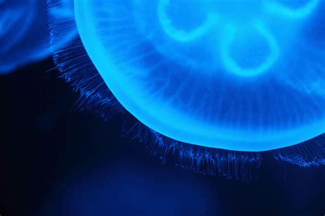 Translucent Jellyfish Free Stock Photo Public Domain Pictures