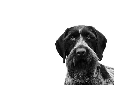 German Wirehaired Pointer Royal Canin Us