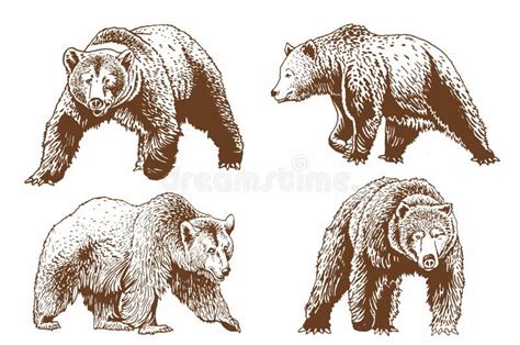 Graphical Brown Grizzly Bears Set Isolated On Whitevector Illustration