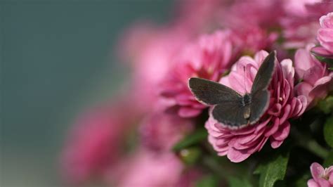 1920x1080 1920x1080 Flowers Blur Pink Butterfly Macro