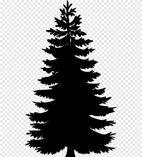 Pin sapin épicéa arbre feuille branche png PNGEgg