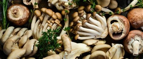 The 14 Healthiest Mushrooms You Can Eat A Cant Miss Guide Grocycle