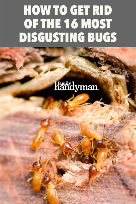 Practical english vocabulary when working as a housekeeper. The 16 Most Disgusting House Bugs and How To Get Rid of ...
