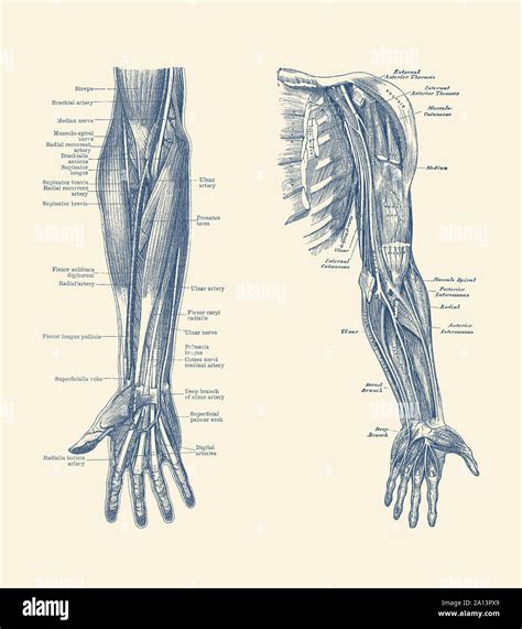 Human Arm Bones And Muscles