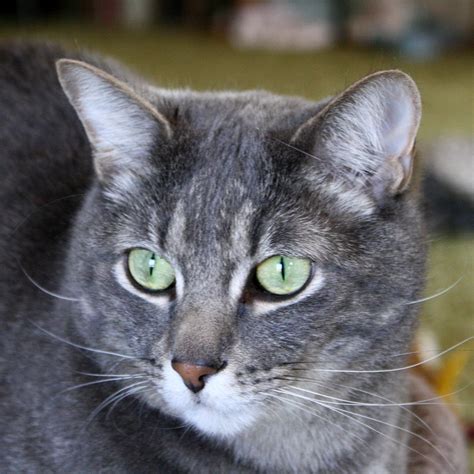 Gray Tabby Cat With Green Eyes Close Up Picture Free Photograph Photos Public Domain