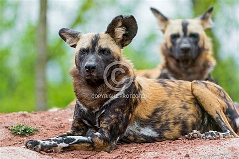 African Wild Dogs Wildlife Reference Photos For Artists