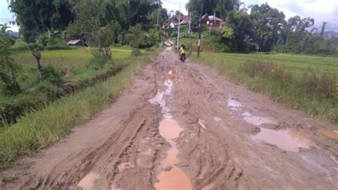 Jalan Becek Dan Berlumpur Pengunjung Ke Desa Wisata Tondok Bakaru Menurun