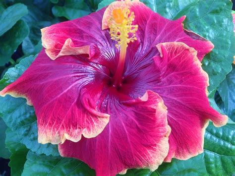 Hibiscus 'Midnight Fire' | Hibiscus plant, Hibiscus ...