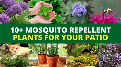 10 Mosquito Repellent Plants Outdoor Patio Garden Plants You Need To
