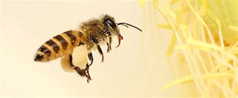 Asian Honey Bee Understanding The Habitat And Distribution