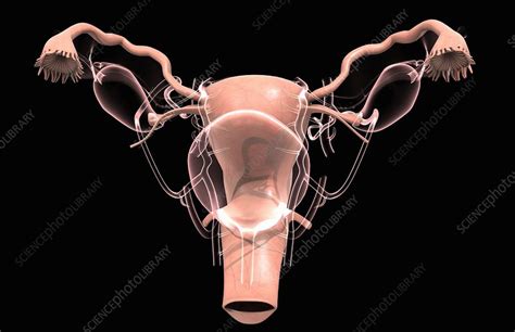 Female Reproduction Stock Image C Science Photo Library