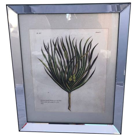 It's covered in a silver gilt for a contemporary update that lets it fit in well in any space of the home. Mirror-Framed Hand Colored Botanical Engraving of Exotic Flora, France For Sale at 1stdibs