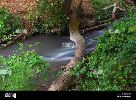 Small River In A Dense Green Forest Stock Photo Alamy