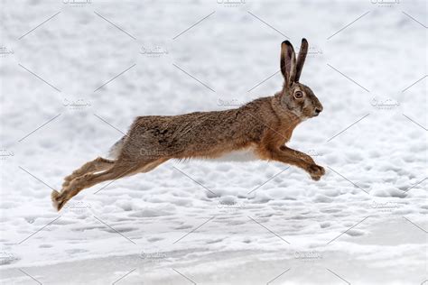 Hare Running In The Winter Field Stock Photo Containing Rabbit And