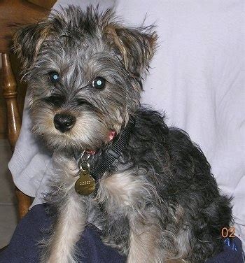 Akc registered cuddly, very loving, and smart. Snorkie Dog Breed Information and Pictures