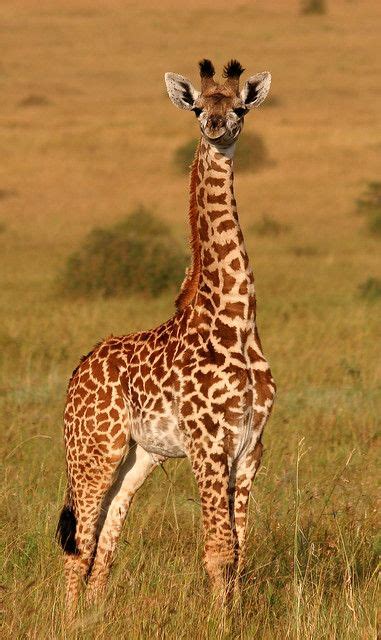 Beautiful Giraffes🦒 Animal Planet Photo 43312567 Fanpop