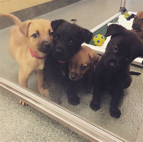 Dream Of An Office Full Of Puppies This Shelter Will Help It Come True