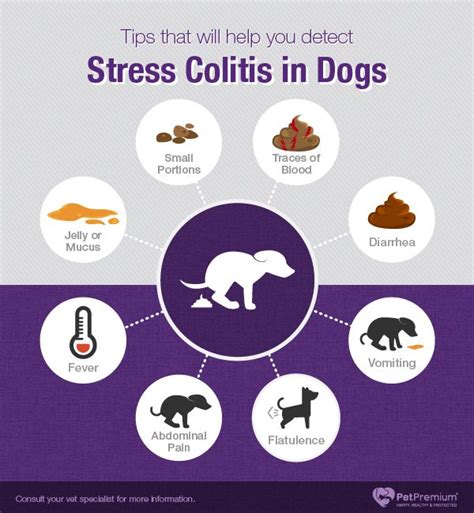 Colitis in dogs is a condition that refers to the inflammation of the large intestine or colon. Stress Colitis in Dogs | Dog stress, Colitis, Dogs