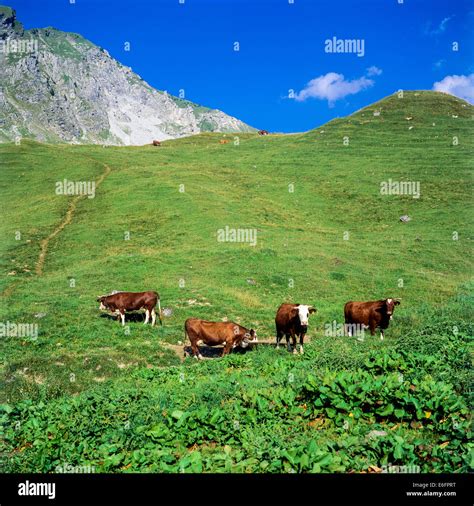 Cows Grazing On Mountain Pasture At Joux Plane Pass Savoy French Alps