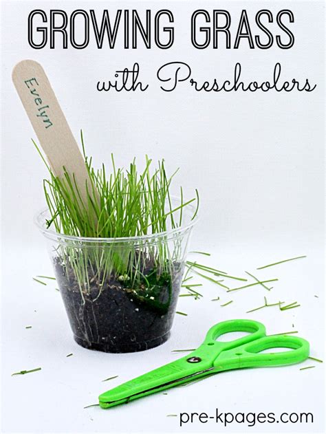 Has anyone ever started flowers from seeds in their classroom? How To Grow Grass Seed in a Cup - Pre-K Pages
