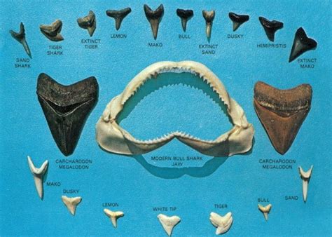 sand tiger shark teeth | shark teeth florida sand shark tiger shark