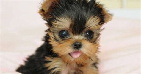 Boy pomeranian age 50 days waiting for mom 1,300 $ pets » dogs today 20:04 rachaya town add to favorites. tea cup puppies | MUST SEE!! Teacup yorkie Puppy for sale ...