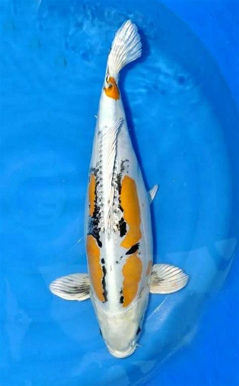 Kin Kikokuryu | Koi fish, Koi, Fish pet
