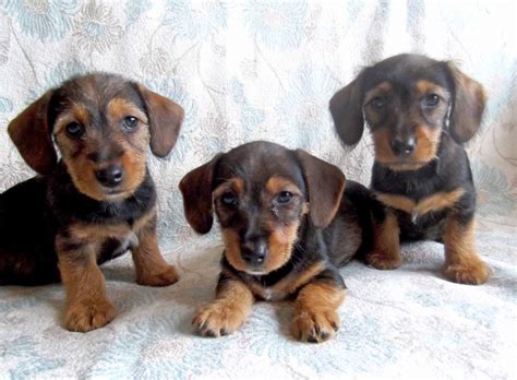 Check our available puppies page often to stay current with all of the jack russell puppies for sale at snow creek. Minature Wire Haired Dachshund / Jack Russell X ...