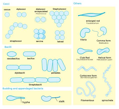 Filebacterial Morphology Diagramsvg Wikipedia