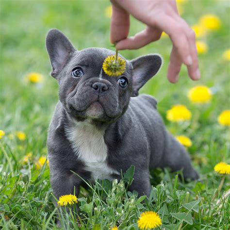 The nose is dark, however, might be lighter in lighter shaded pups. Our breeding - French Bulldog Breed