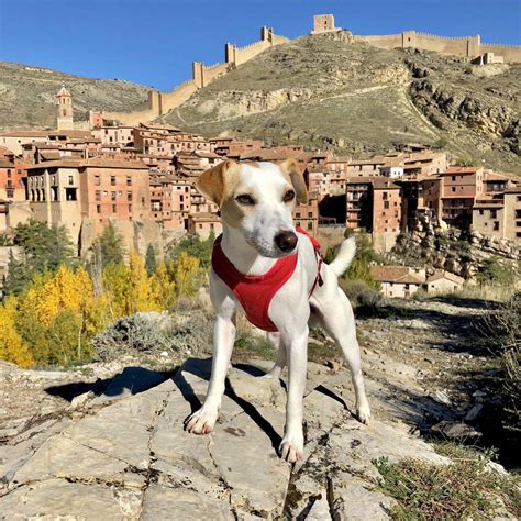 Llega A Cuenca Pipper El Primer Perro Turista Que Da La Vuelta A