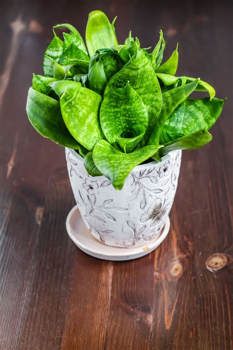 Then these houseplants are perfect for you! Tall Indoor Plants That are Beautiful and Easy to Maintain ...