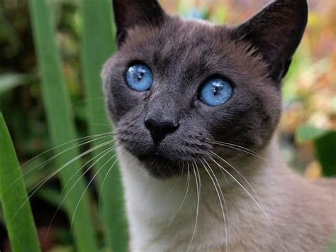 Fun Facts About The Siamese Cat Breedif You Please