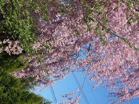 Weeping cherry 'pendula rosea', weeping higan cherry 'pendula rosea', cherry 'pendula rosea', drooping rosebud cherry 'pendula rosea', prunus regarded as one of the finest weeping cherries, prunus pendula 'pendula rosea' is a small deciduous tree forming a broad crown of long. Prunus subhirtella 'Pendula plena rosea'