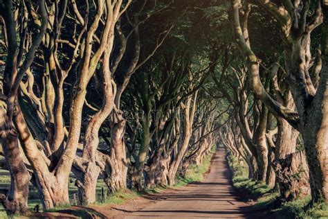 Morning Sunlight In Beech Alley The Dark Hedges County Antrim In