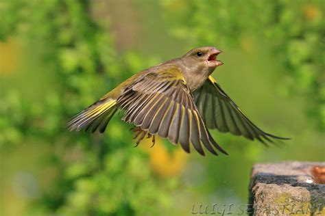 Questo è uno spazio per quelli che studiano l'italiano per passione. Birds.it by Luigi Sebastiani - Guida fotografica degli ...